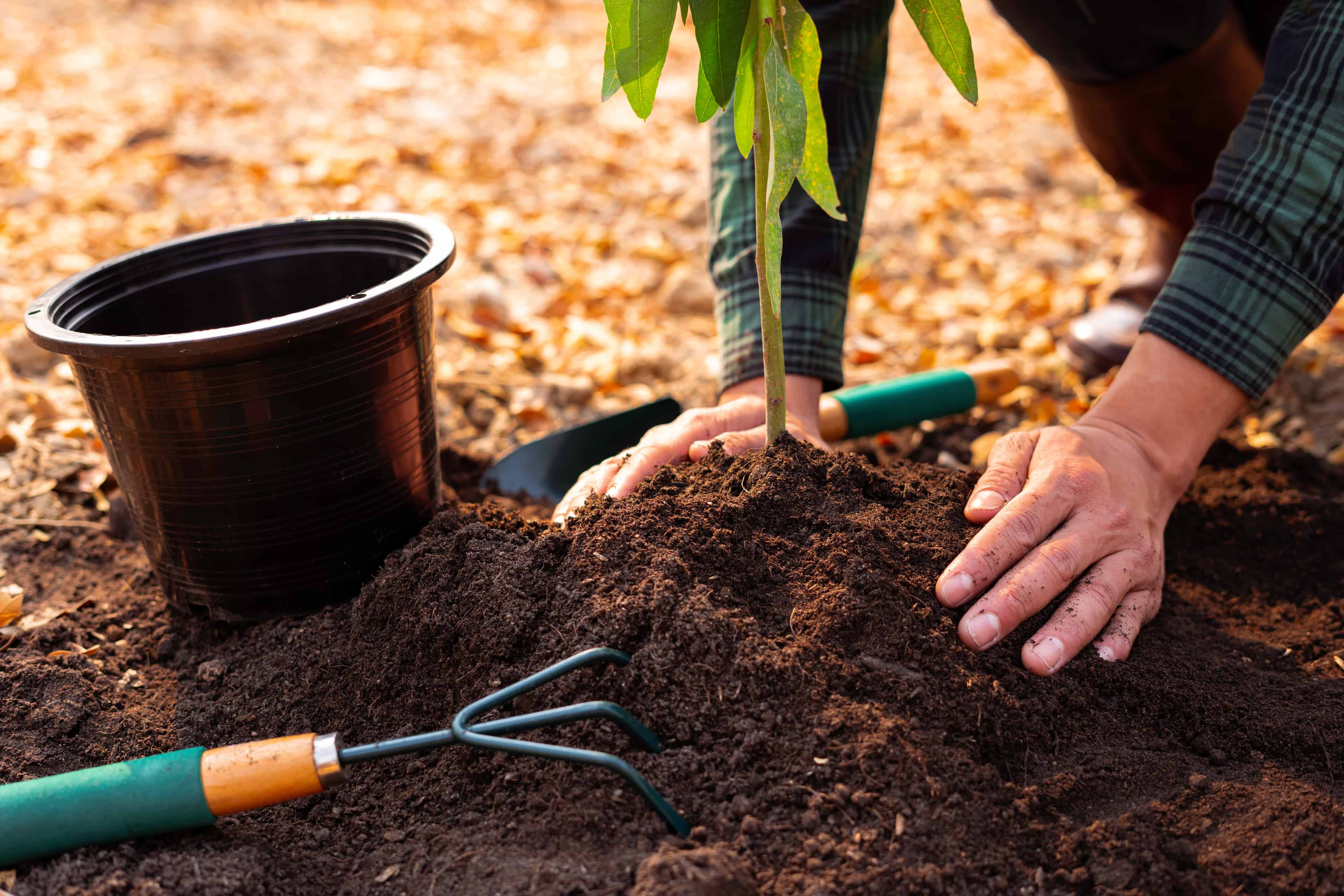 Tree Planting image
