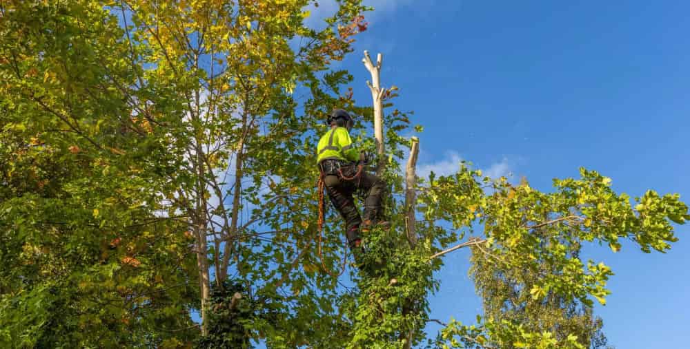 Tree Cabling & Bracing image