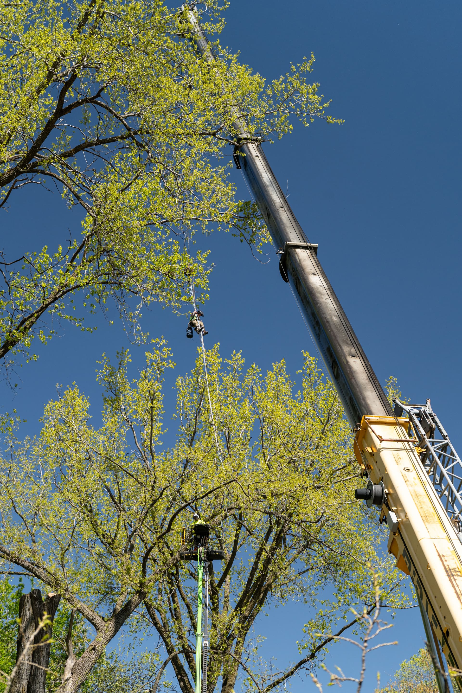 Gallery photos for 120-Ton Crane Cottonwood Removal in Minnetonka MN: Image #3
