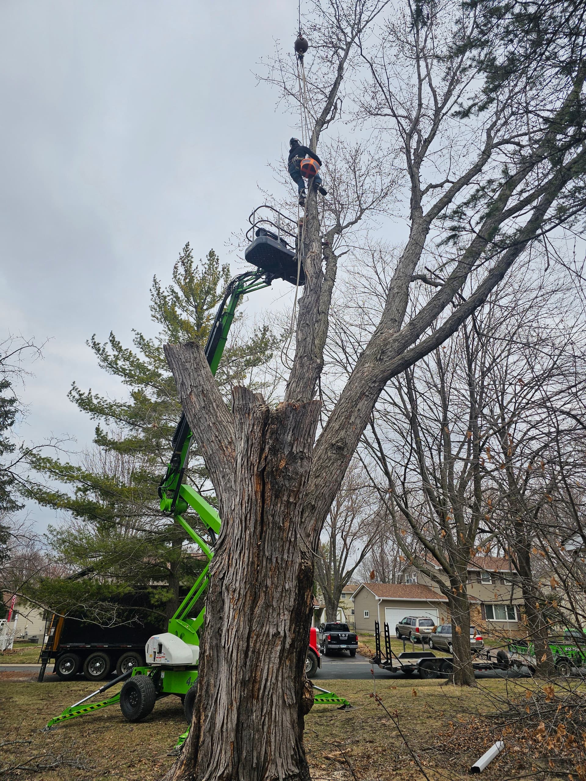 Ensuring Safety with Expert Tree Removal in Hopkins