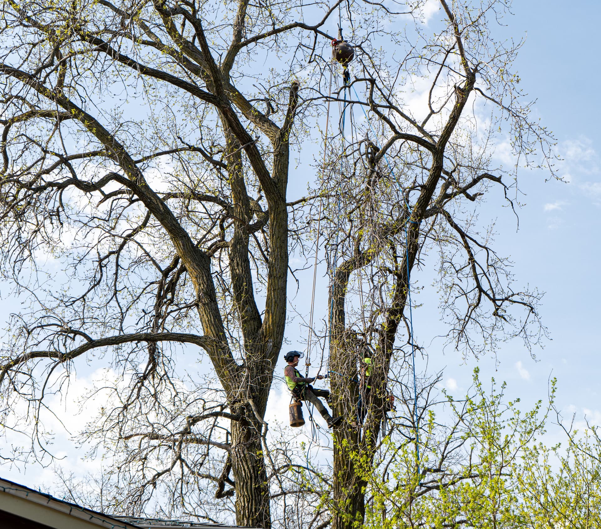 Gallery photos for Crane-Assisted Tree Removal Right Next to a Home in Minnetonka: Image #3