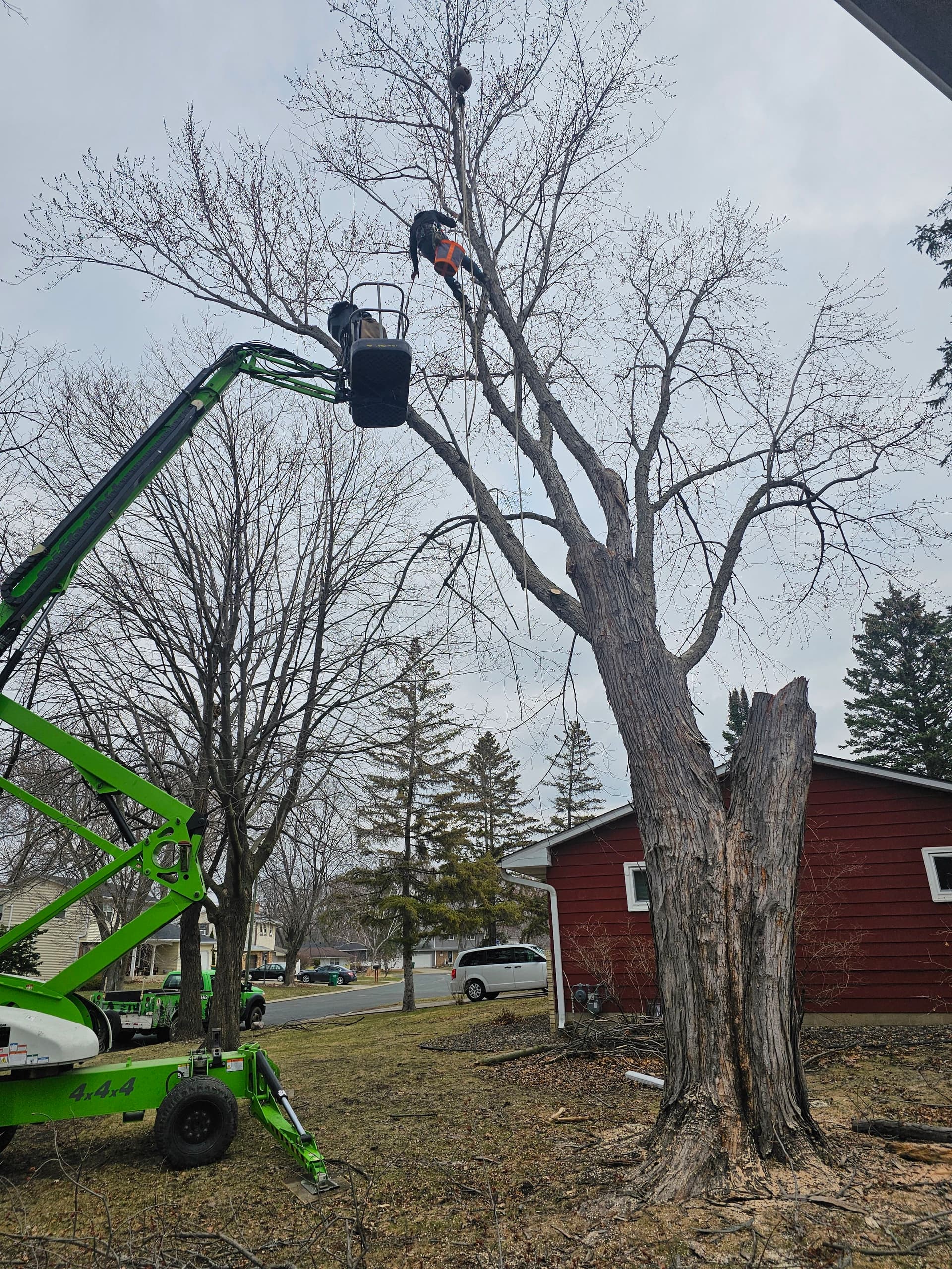 Ensuring Safety with Expert Tree Removal in Hopkins