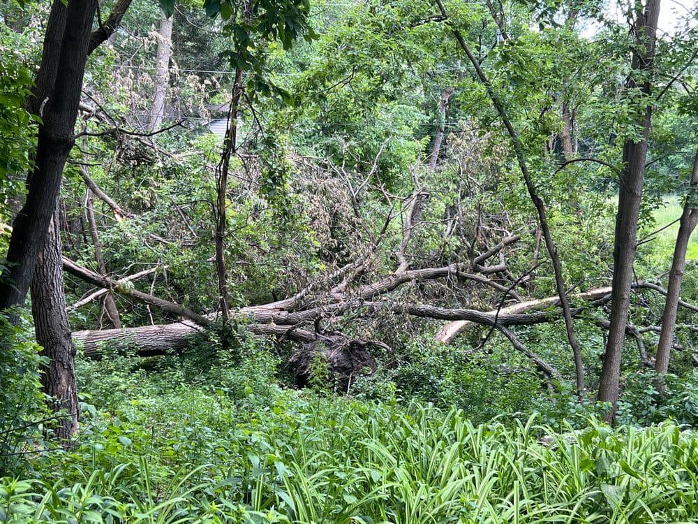 Emergency Tree Services image