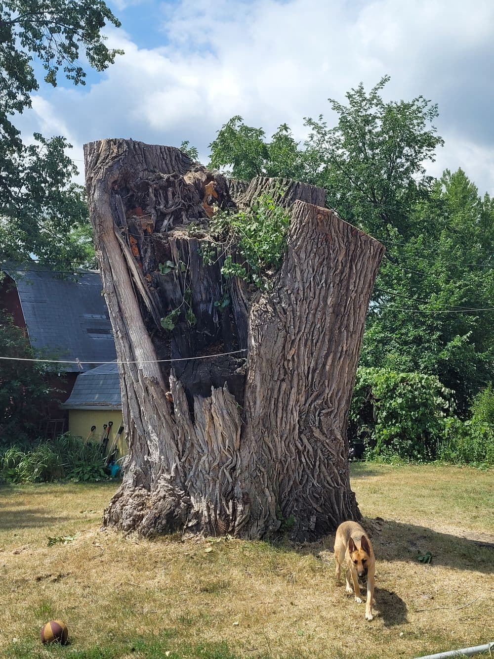 Large tree stump with greenery on top and a dog standing nearby in a grassy yard.