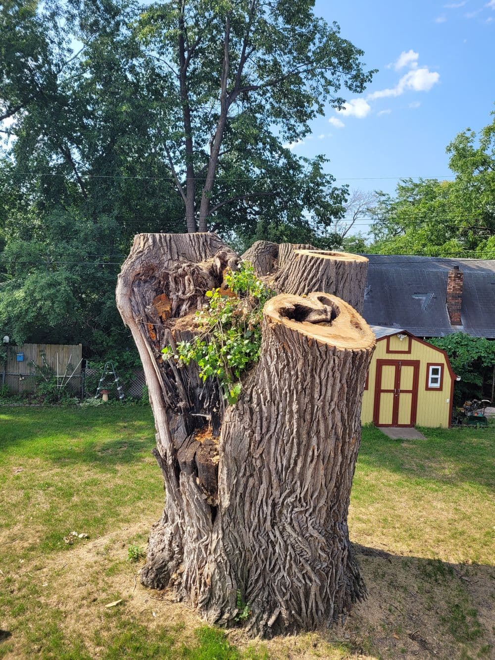 Old tree trunk with new green shoots, set in a backyard with a colorful shed in the background.