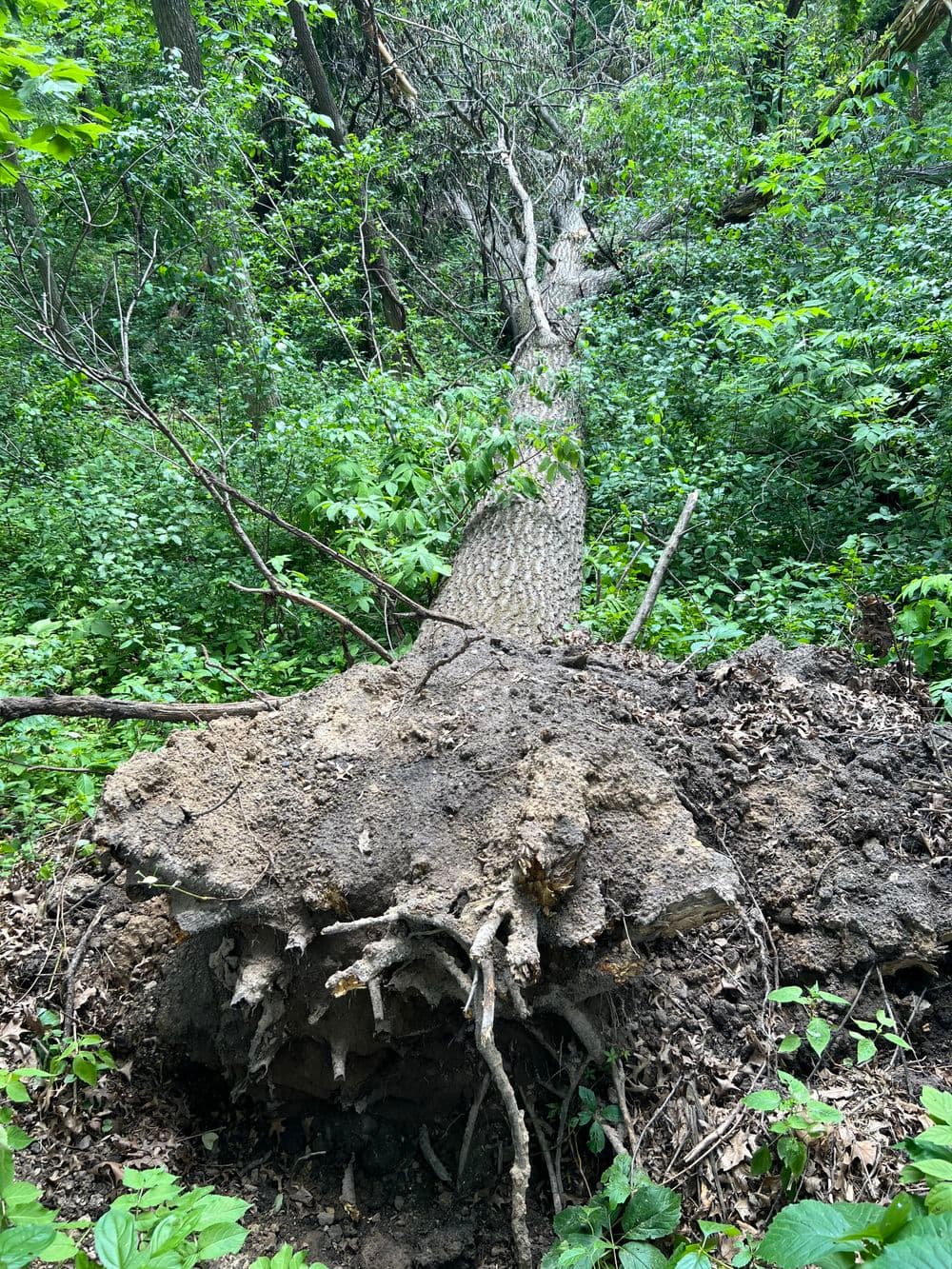 Uprooted tree with exposed roots in lush green forest environment.