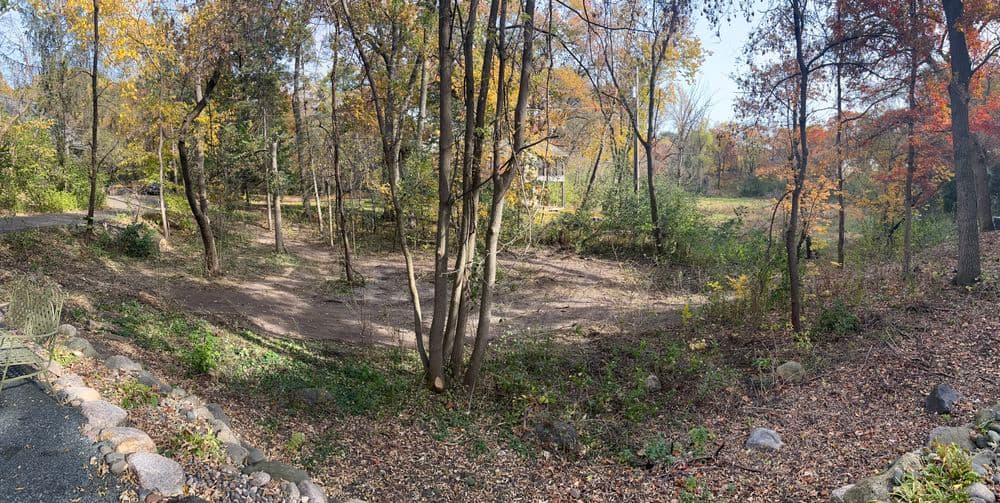 Lush forest in autumn with colorful leaves, bare ground, and a serene natural landscape.