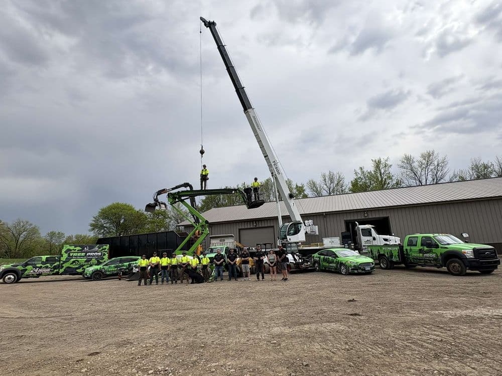 Before and after of a tree pruning project