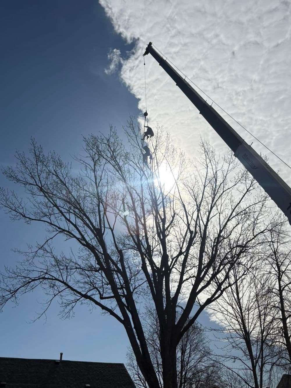 Tree removal in progress with a crane and worker against a bright sky.