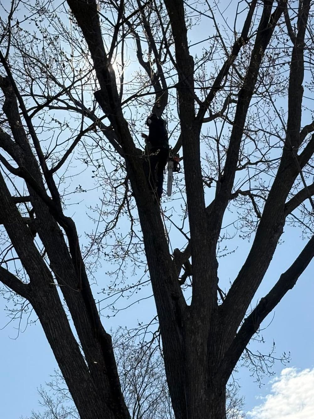 Person climbing a tree against a blue sky with bare branches and sunlight filtering through.