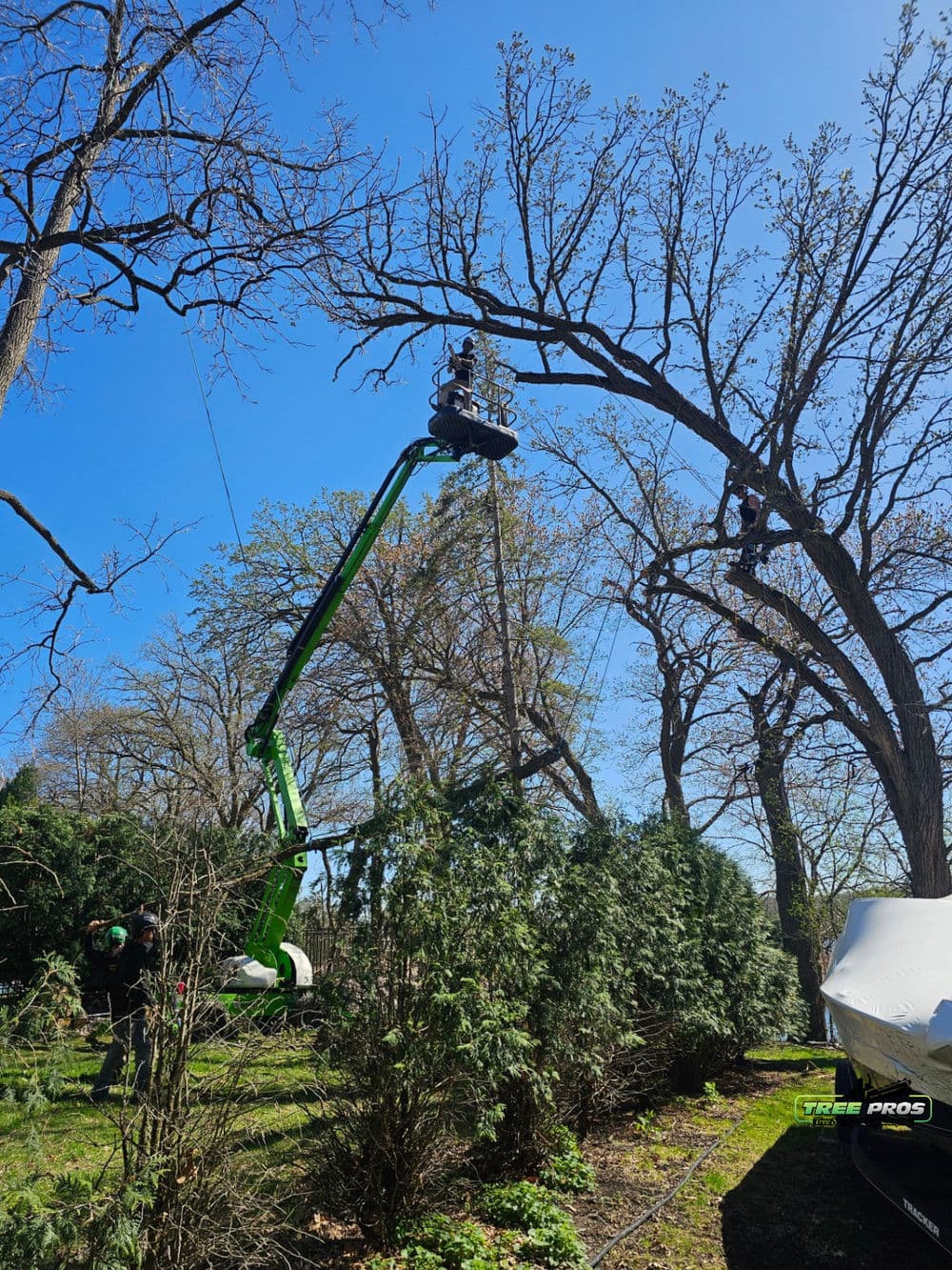Tree Trimming image